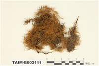 藏品(羽苔屬)的圖片
